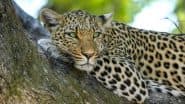 Animal Cruelty in Rajasthan: Villagers Put Leash on Sick Leopard, Take Selfies and Parade Big Cat in Bundi; Video Goes Viral
