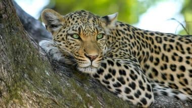 Leopard Attack in Bhilwara: Big Cat Wreaks Havoc in Rajasthan Villages, Leaves Several Locals Seriously Injured