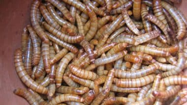 China: Drain Fly Larvae Cause 8-Year-Old Girl To Vomit 1 cm-Long Live Worms for a Month in Yangzhou