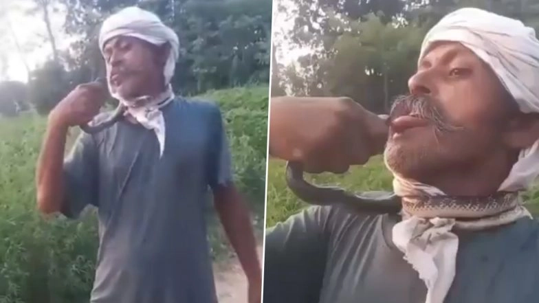 Uttar Pradesh Man Bitten on Tongue While Trying To Kiss Snake for Reel; Critical