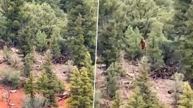 Bigfoot in US: Purported Video of Mythical Creature Walking Near Colorado River Forest Goes Viral