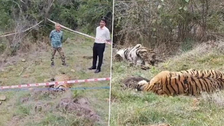 Mysuru Tiger Deaths: 5 Tigers Found Dead Under Suspicious Circumstances in Male Mahadeshwara Wildlife Sanctuary, Karnataka Forest Minister Eshwar Khandre Orders Probe (Watch Videos)