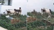 Cow Attack in Rewari: Stray Cow Chases, Knocks Down Youth and Tramples Him for 5 Minutes in Haryana; Video Goes Viral