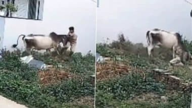 Cow Attack in Rewari: Stray Cow Chases, Knocks Down Youth and Tramples Him for 5 Minutes in Haryana; Video Goes Viral