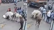 Maharashtra Bull Attack: Elderly Man Attacked by Stray Bulls in Nashik, Dies on Spot; Terrifying Video Surfaces