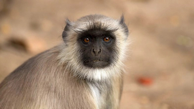 Deoghar: Monkey Attends Funeral of ‘Human Companion’, ‘Kisses’ Him Before Last Rites in Jharkhand; Heart-Touching Video Goes Viral