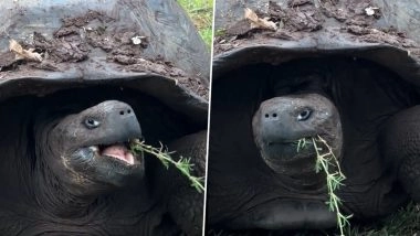 Galapagos Tortoise Goliath Celebrates His 135th Birthday and His First Father&rsquo;s Day at Zoo Miami in Florida