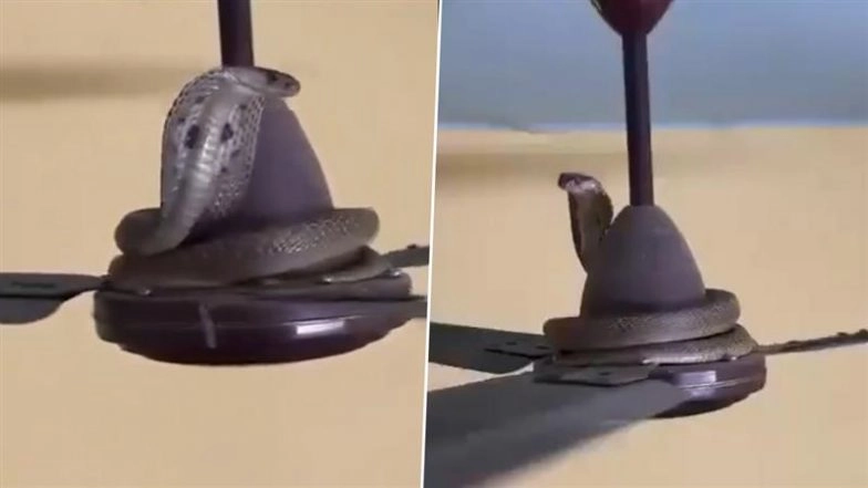 Venomous Cobra Coils Up on Fan, Takes Swing; Netizens Ask ‘How It Even Climb There’ As Video Goes Viral