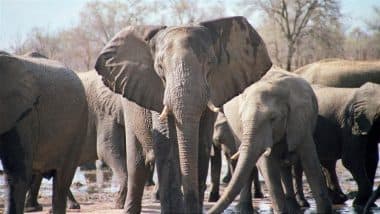 Zimbabwe Is Killing Elephants and Distributing Meat to People