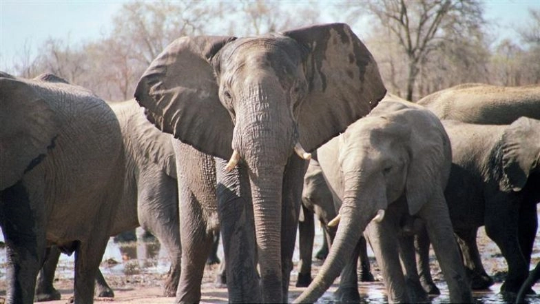 Zimbabwe Is Killing Elephants and Distributing Meat to People