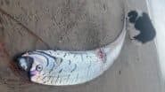 ‘Doomsday’ Fish in Australia: Massive Oarfish Washes Ashore on Beach in Tasmania, Pic Goes Viral