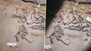 Meerut Snake Scare: Hundreds of Snakes Emerge From Courtyard of Farmer&rsquo;s House; Villagers Join in Killing Over 50 (Watch Video)
