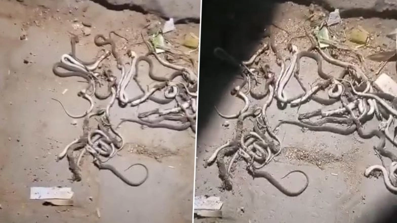 Meerut Snake Scare: Hundreds of Snakes Emerge From Courtyard of Farmer’s House; Villagers Join in Killing Over 50 (Watch Video)