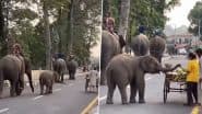 Trunk-Load of ‘Cuteness Tax!’ Baby Elegant Adorably Grabs Cucumber From Roadside Cart Before Following Its Herd, Viral Video Will Melt Your Heart (Watch)