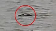 Crocodile Attack in Gonda: UP Boy Bathing Buffalo in Ghaghra River Taken by Crocodile, Chilling Video Goes Viral