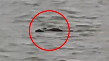 Crocodile Attack in Gonda: UP Boy Bathing Buffalo in Ghaghra River Taken by Crocodile, Chilling Video Goes Viral