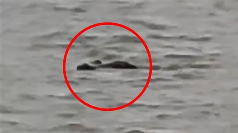 Crocodile Attack in Gonda: UP Boy Bathing Buffaloes in Ghaghra River Taken by Crocodile, Chilling Video Goes Viral