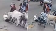 Cow Attack in Nashik: 2 Stray Cattle Trample Elderly Man to Death in Maharashtra, Disturbing Video Surfaces