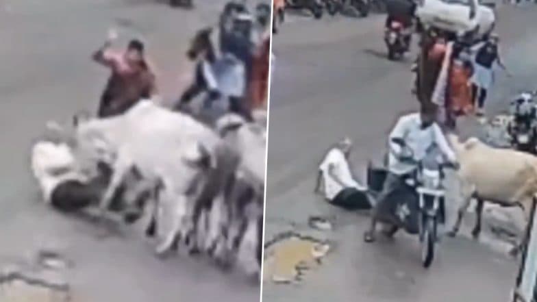 Cow Attack in Nashik: 2 Stray Cattle Trample Elderly Man to Death in Maharashtra, Disturbing Video Surfaces