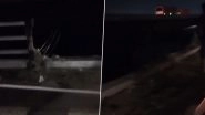 Bihar Road Accident: SUV Plunges Into Ganga From Veer Kunwar Singh Setu, Rescue Operations Underway (Watch Video)