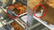 Cockroach Crawls Over Paneer Rolls at Mumbai’s Theobroma Outlet; Shocking Video Goes Viral