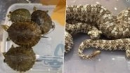 Wildlife Smuggling Busted in Mumbai: Man Arrested Man for Smuggling Spider Tailed Horned Vipers, Asian Leaf Turtles and Indonesian Pit Vipers (See Pics)