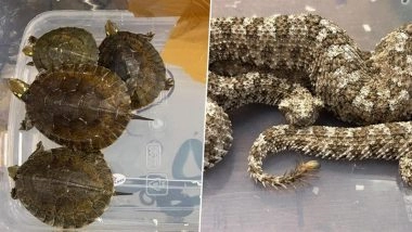 Wildlife Smuggling Busted in Mumbai: Man Arrested Man for Smuggling Spider Tailed Horned Vipers, Asian Leaf Turtles and Indonesian Pit Vipers (See Pics)