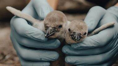 Marathi Names for Penguin Chicks Born at Mumbai’s Byculla Zoo, Demands BJP