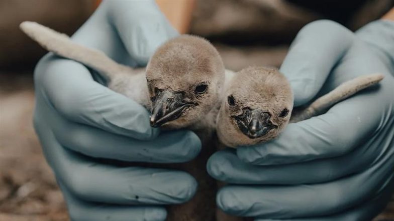 Marathi Names for Penguin Chicks Born at Mumbai’s Byculla Zoo, Demands BJP