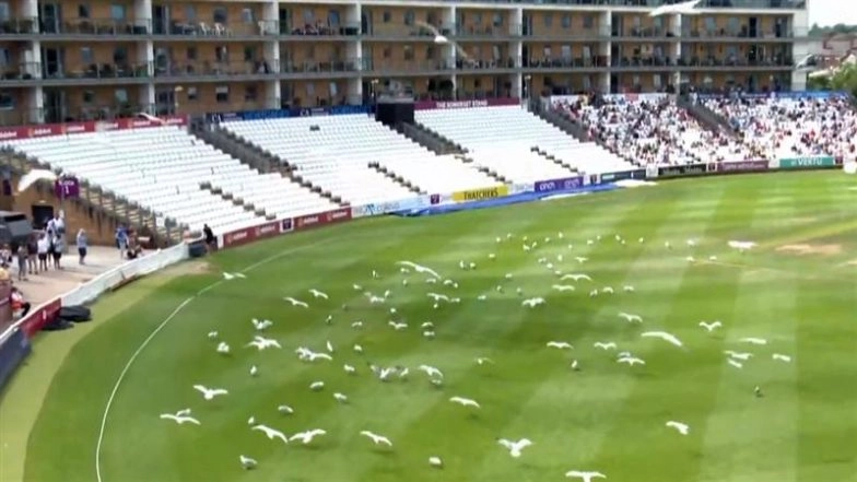 Extraordinary! Flock of Seagulls Stop Cricket Game, Birds Invade Ground at Taunton During Somerset vs Nottingham County Championship 2025 Match (Watch Video)