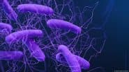 Fecal Transplants: Study is a 'wake-up Call' for the Field