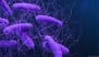 Fecal Transplants: Study is a 'wake-up Call' for the Field