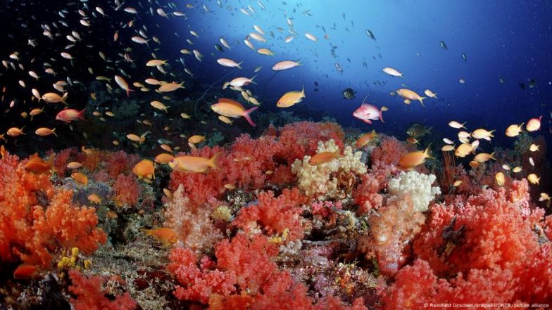 How Are Oceans Faring in a Heating World?
