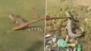 Crocodile Scare in Agra: Reptile Crawls Into Farmer’s House in Prajapura Village, Later Released Into Chambal River; Video Surfaces