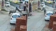 Bijnor: Rampaging Nilgai Gores Farmer to Death, Wrecks Cars in UP Locality Before Collapsing and Dying (Watch Video)