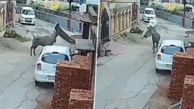 Bijnor: Rampaging Nilgai Gores Farmer to Death, Wrecks Cars in UP Locality Before Collapsing and Dying (Watch Video)