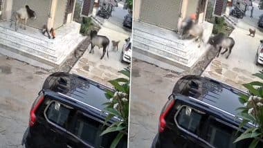 Bull Attack in Kota: Elderly Man Dies in Fight Between 2 Bulls in Rajasthan, Shocking Video Surfaces