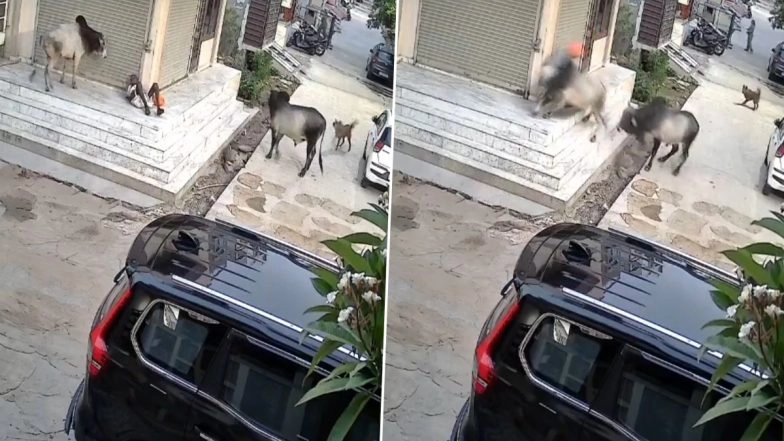 Bull Attack in Kota: Elderly Man Dies in Fight Between 2 Bulls in Rajasthan, Shocking Video Surfaces