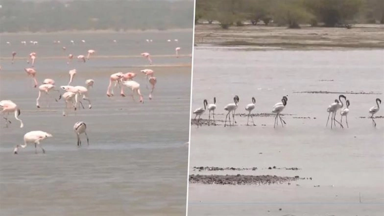 Flamingo Spectacle at Rajasthan’s Sambhar Jheel: Watch Mesmerising Video From Sambhar Salt Lake, A Birdwatcher’s Paradise on the Central Asian Flyway!