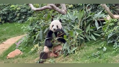 Business News | Panda-monium in Hong Kong: Twin Cubs Steal the Spotlight and Spark Citywide Craze