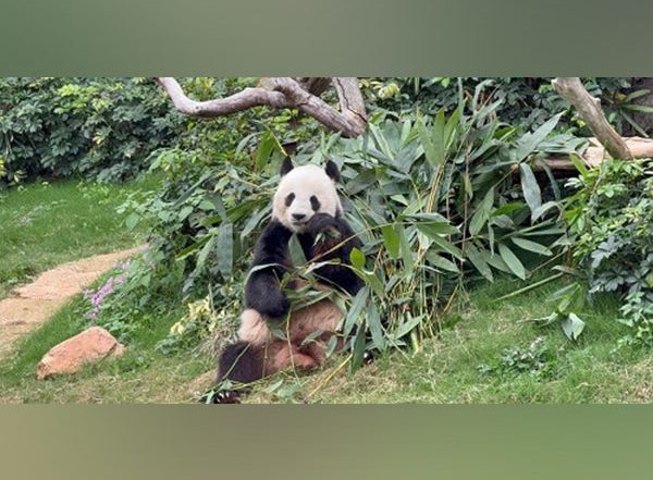 Business News | Panda-monium in Hong Kong: Twin Cubs Steal the Spotlight and Spark Citywide Craze