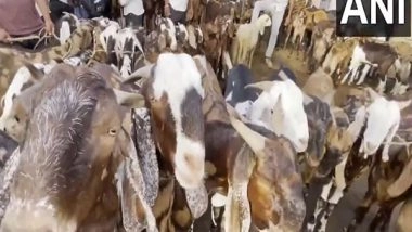 India News | Eid-al-Adha: Ajmer Market Booms Ahead of Festival with Goats Ranging Upto Rs 2 Lakh