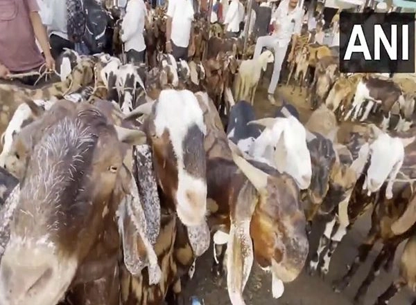 India News | Eid-al-Adha: Ajmer Market Booms Ahead of Festival with Goats Ranging Upto Rs 2 Lakh