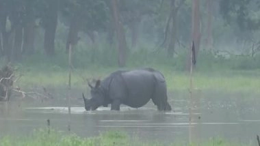 India News | Floods Submerge 60 Pc of Assam's Pobitora Wildlife Sanctuary, Threatening One-horned Rhino Habitat