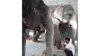 Business News | Responsible Human Behaviour Needed to Protect Animals, Says World Animal Protection on World Environment Day