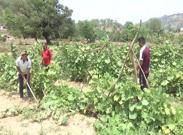 India News | Villagers in the Darhal Region Resume Farming After Cessation of Hostilities