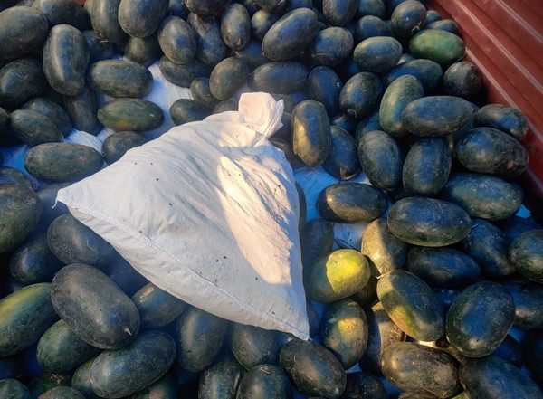 India News | Delhi Police Bust Interstate Drug Syndicate, Seize 348 Kg of Ganja