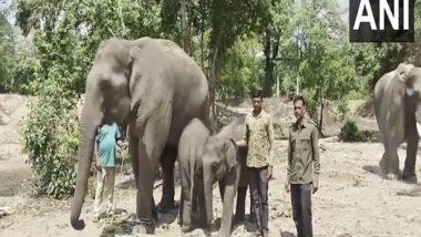 India News | Bandhavgarh Tiger Reserve to Profile Elephants to Study Their Behaviour