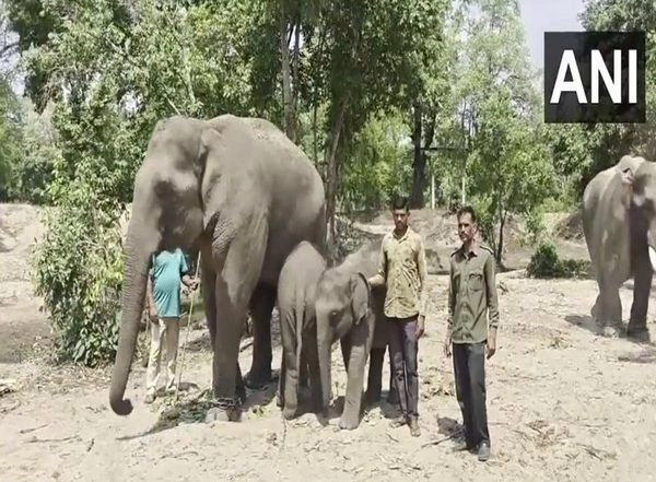 India News | Bandhavgarh Tiger Reserve to Profile Elephants to Study Their Behaviour