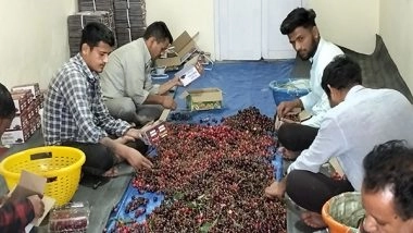 India News | 'Crop is Badly Affected by Weather': Cherry Growers in Himachal Disappointed by Poor Yield